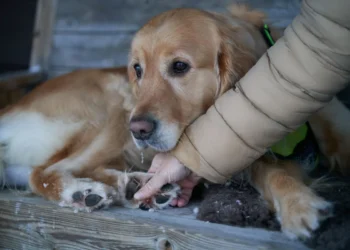 Golden Retriever with thickened front nail, owner gently examining the paw in a cozy living room