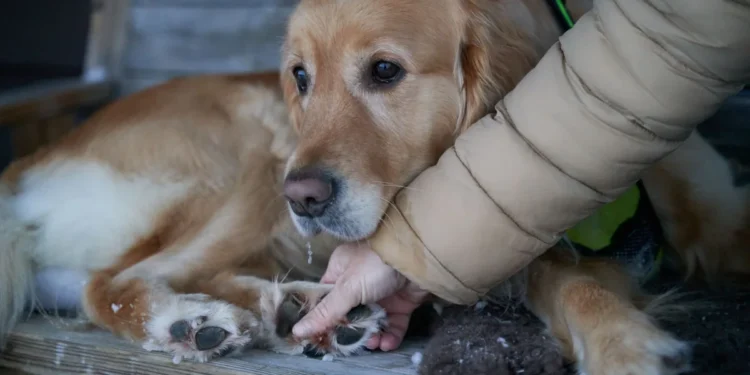 Golden Retriever with thickened front nail, owner gently examining the paw in a cozy living room