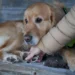 Golden Retriever with thickened front nail, owner gently examining the paw in a cozy living room