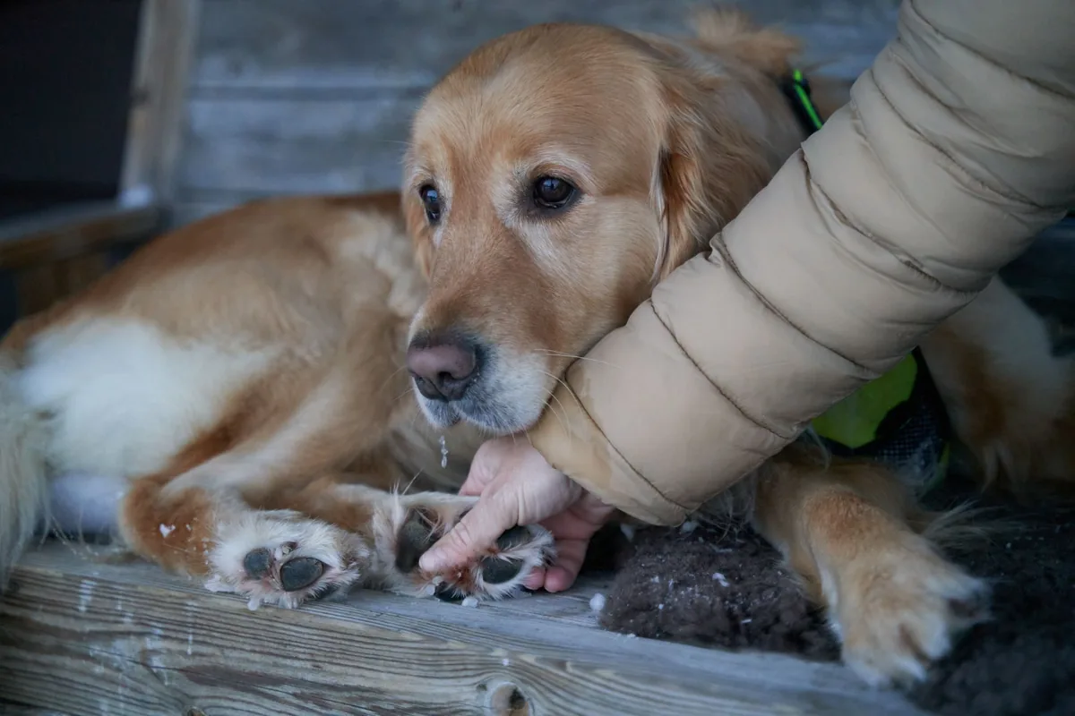 Golden Retriever with thickened front nail, owner gently examining the paw in a cozy living room