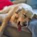 Golden Retriever lying on a soft rug, one hind leg slightly swollen, owner gently checking the paw