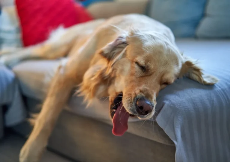 Meningitis, Meningoencephalitis, Meningomyelitis in Dogs