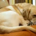 Golden Retriever lying on a couch with pale gums, looking lethargic