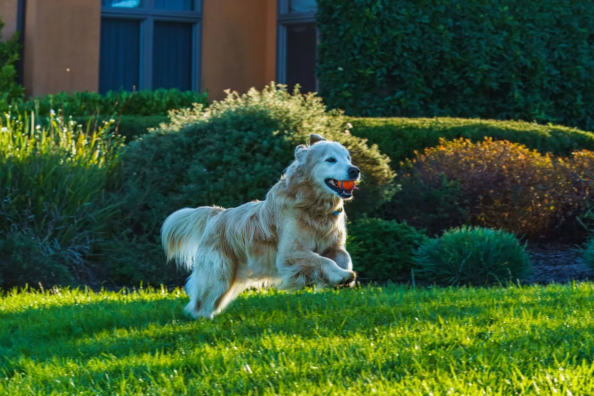 Golden Retriever playing fetch in a sunlit backyard, demonstrating healthy lung function