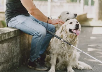 Golden Retriever with a limp, front leg slightly tucked, owner gently checking the shoulder area in a living room