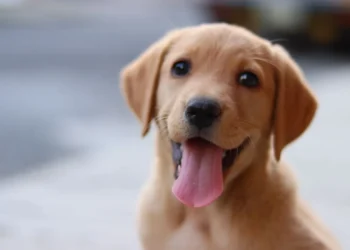Golden retriever with slightly swollen gums, looking curious, soft indoor lighting