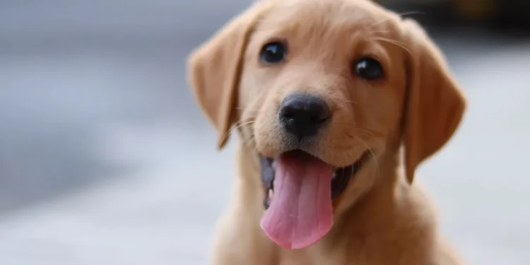 Golden retriever with slightly swollen gums, looking curious, soft indoor lighting