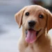 Golden retriever with slightly swollen gums, looking curious, soft indoor lighting