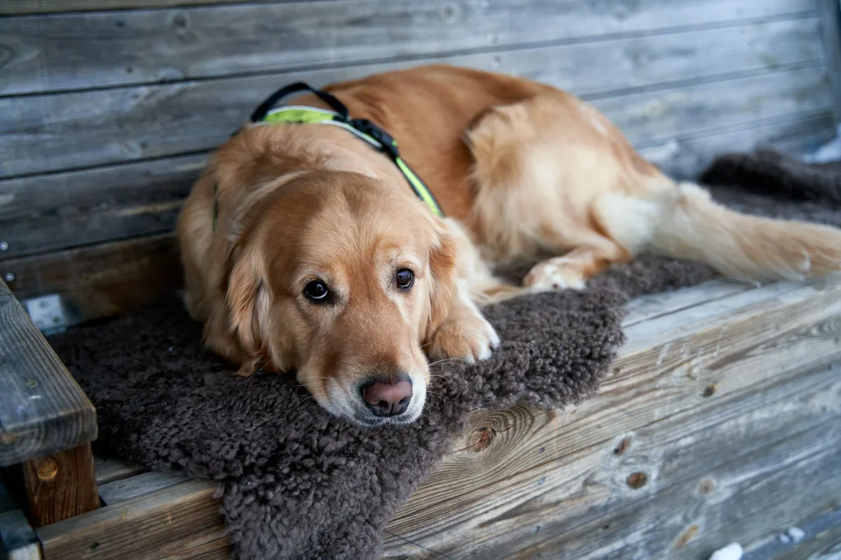 Golden Retriever lying on a soft rug, looking tired but alert, with a water bowl nearby