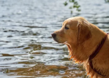 Golden Retriever happily eating a bowl of wet dog food with pumpkin mixed in, showing a healthy, hydrated meal