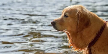 Golden Retriever happily eating a bowl of wet dog food with pumpkin mixed in, showing a healthy, hydrated meal