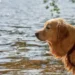 Golden Retriever happily eating a bowl of wet dog food with pumpkin mixed in, showing a healthy, hydrated meal