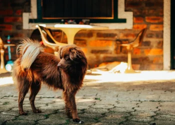Golden Retriever puppy with a slightly swollen tail, looking curious but hesitant to wag