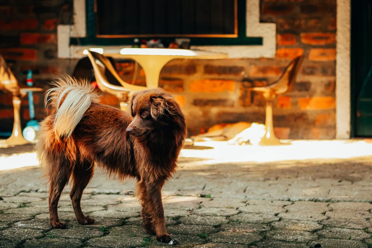 Golden Retriever puppy with a slightly swollen tail, looking curious but hesitant to wag