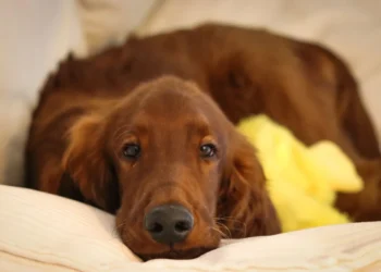 Irish Setter puppy playing in a sunny backyard, ears perked, looking healthy