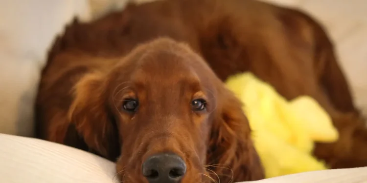 Irish Setter puppy playing in a sunny backyard, ears perked, looking healthy