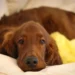 Irish Setter puppy playing in a sunny backyard, ears perked, looking healthy