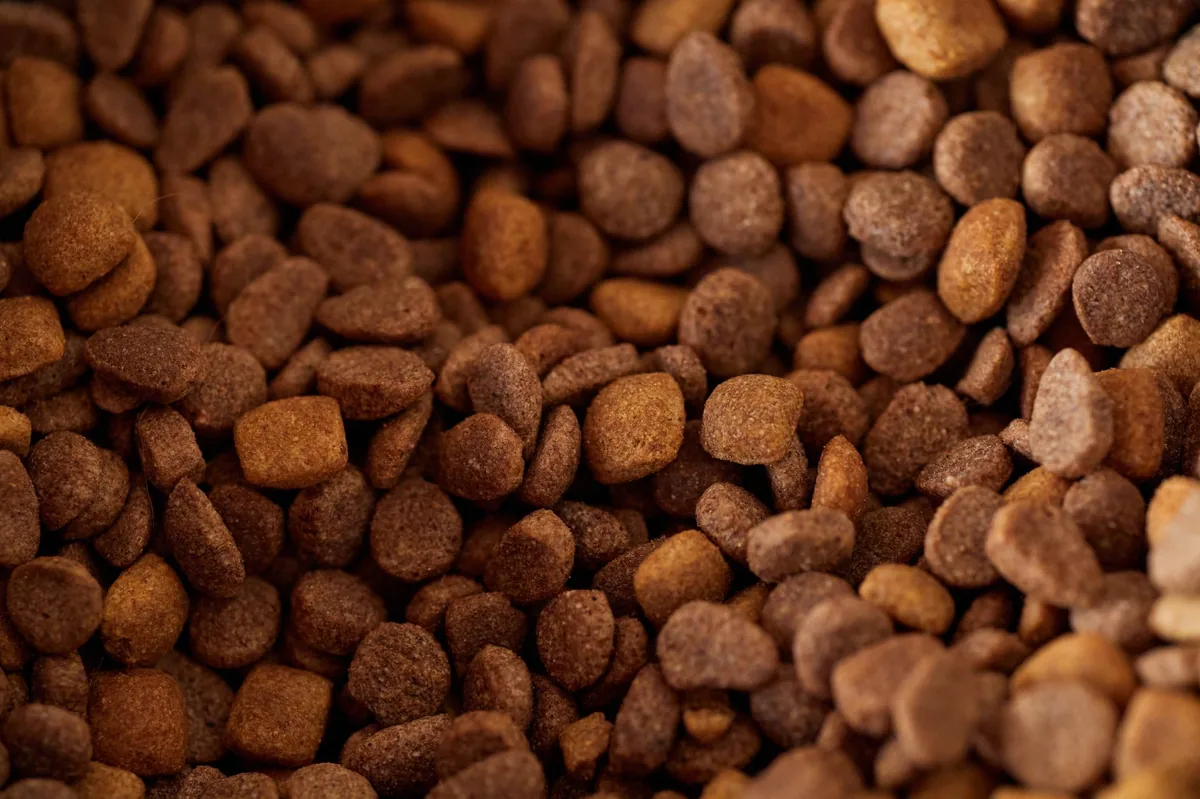 Fresh bowl of omega‑3 enriched kibble beside a glass of water, with a happy adult Labrador looking on