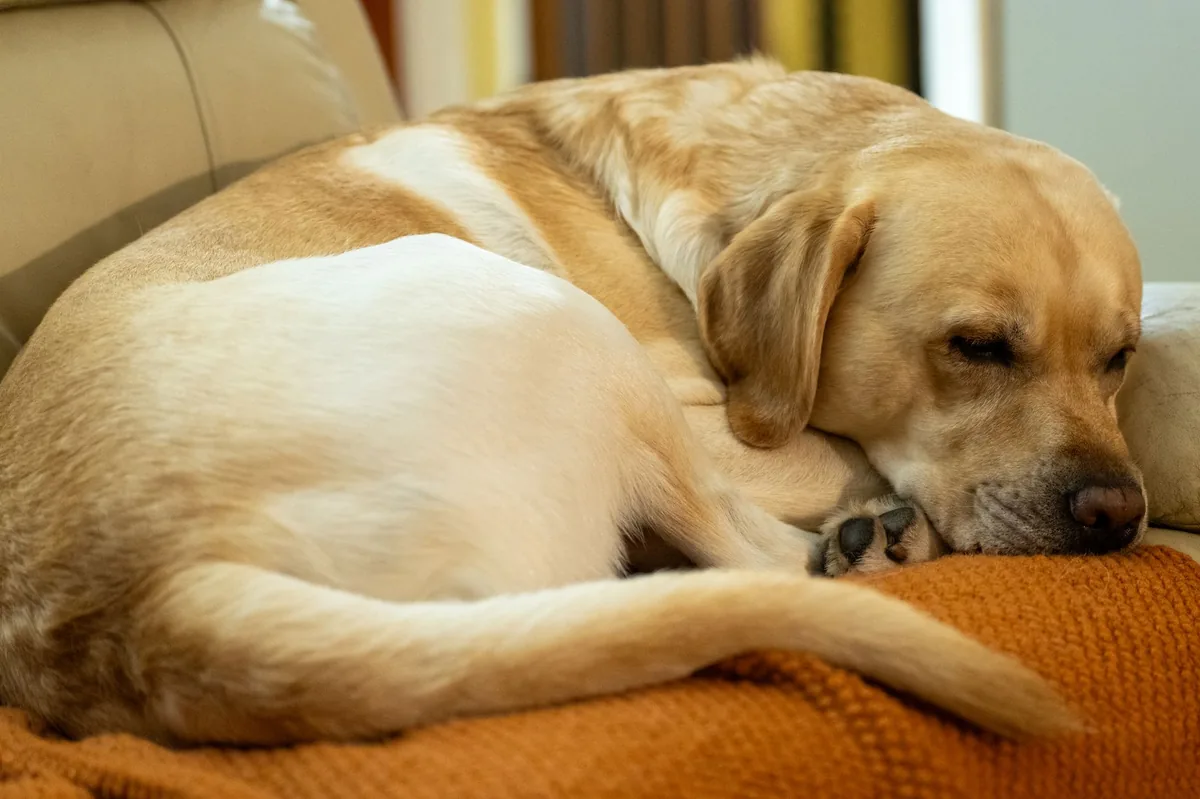 A nervous Labrador Retriever with ears back, trembling on a couch during a thunderstorm