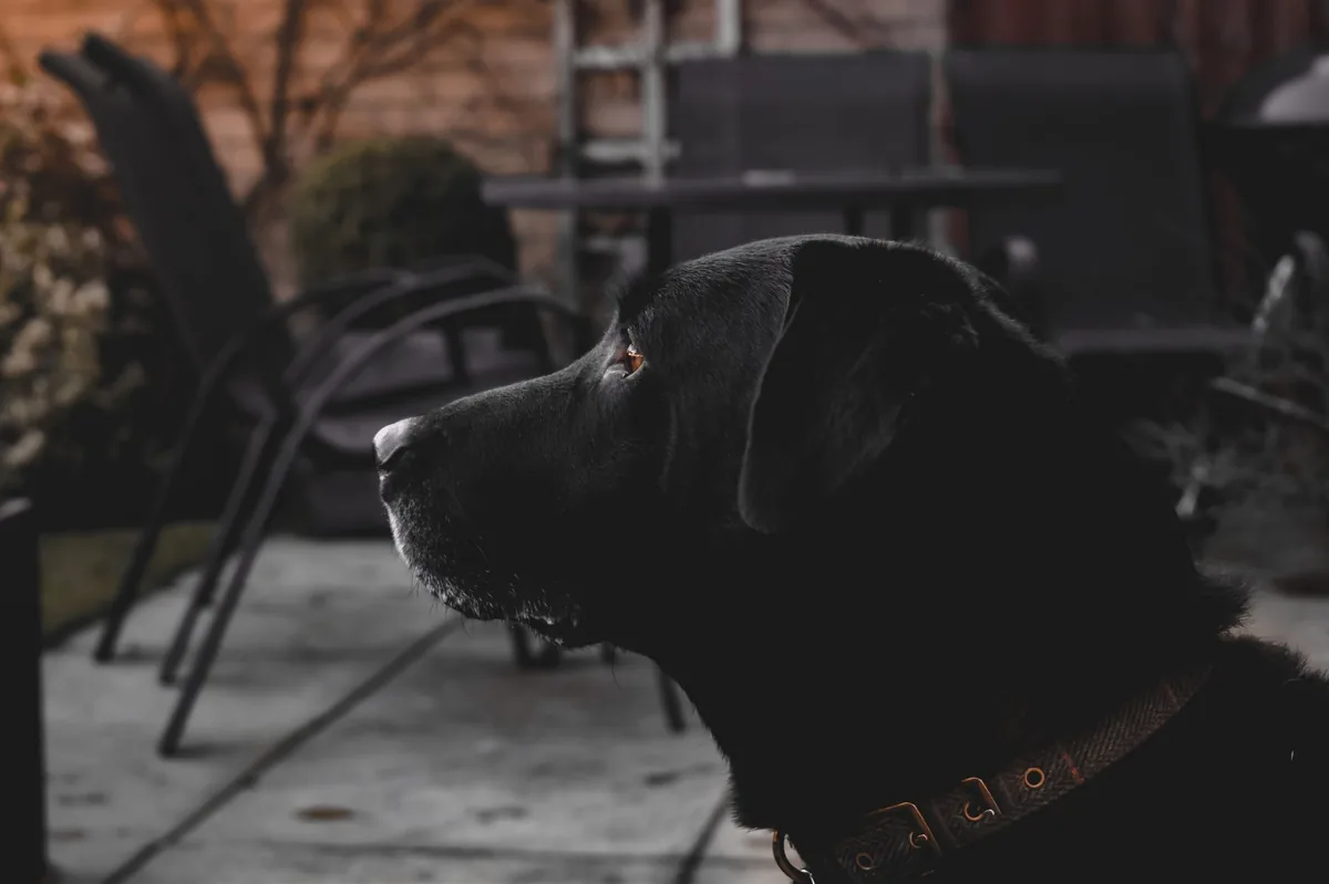 A Labrador Retriever eating from a shallow bowl of high‑quality kibble on a sunny patio