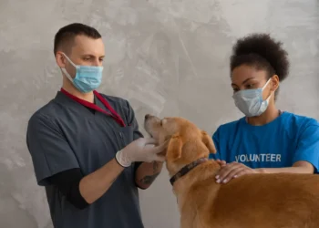 Veterinarian performing an ECG on a Labrador Retriever, showing calm indoor clinic lighting
