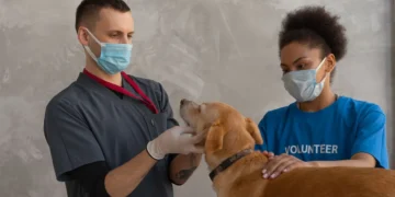 Veterinarian performing an ECG on a Labrador Retriever, showing calm indoor clinic lighting
