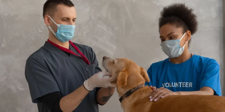 Veterinarian performing an ECG on a Labrador Retriever, showing calm indoor clinic lighting