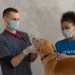 Veterinarian performing an ECG on a Labrador Retriever, showing calm indoor clinic lighting