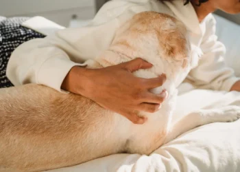Young Labrador Retriever with a subtle groin bulge, owner gently pressing the area