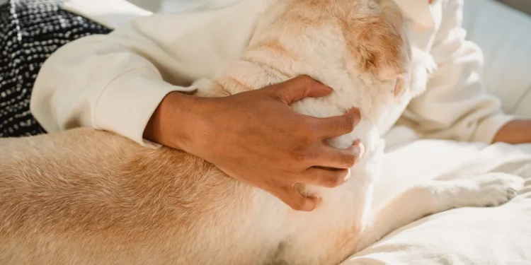 Young Labrador Retriever with a subtle groin bulge, owner gently pressing the area