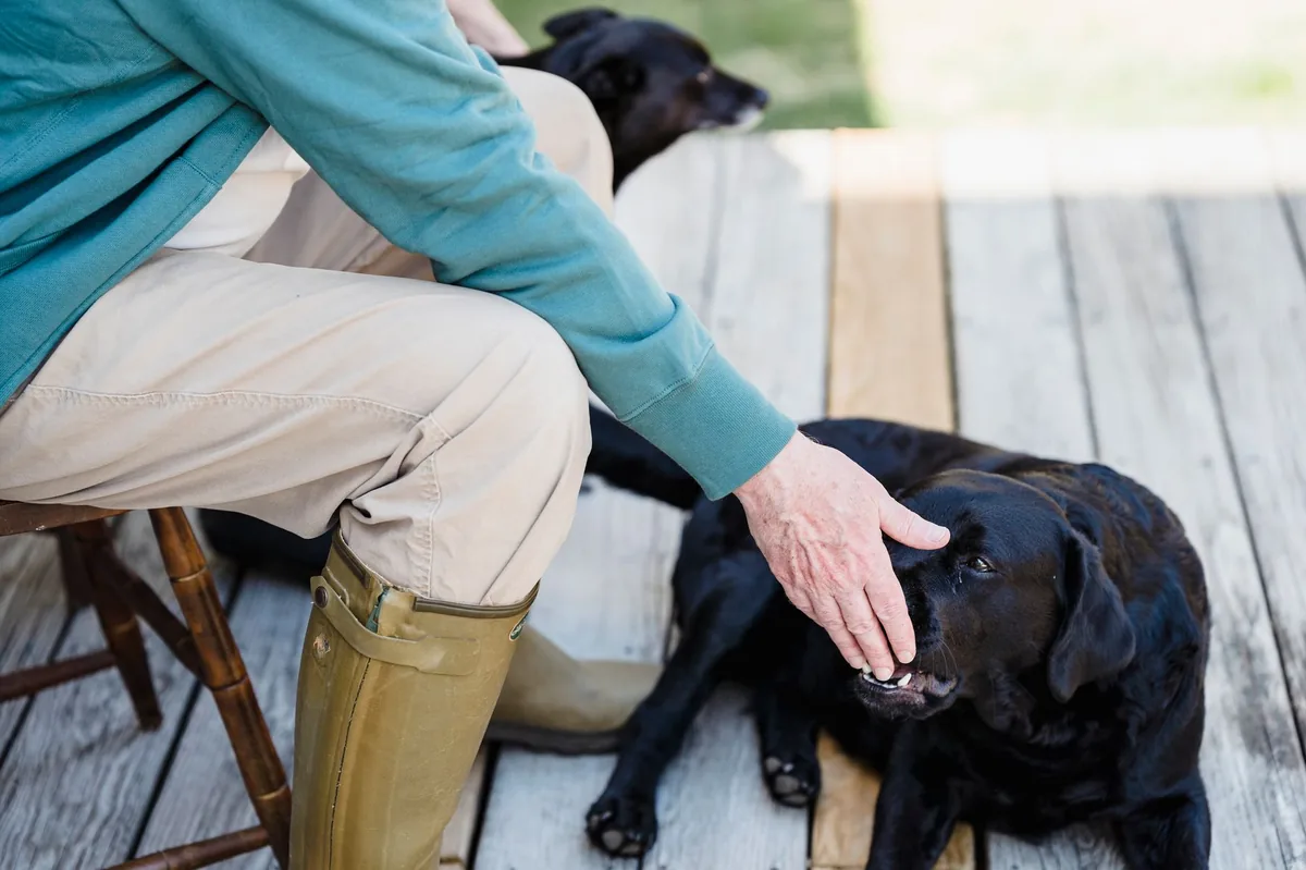 Owner gently checking a Labrador's hind leg muscles, showing a careful home exam
