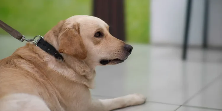 Middle‑aged Labrador Retriever sitting calmly on a rug, looking slightly overweight with a soft coat