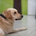 Middle‑aged Labrador Retriever sitting calmly on a rug, looking slightly overweight with a soft coat