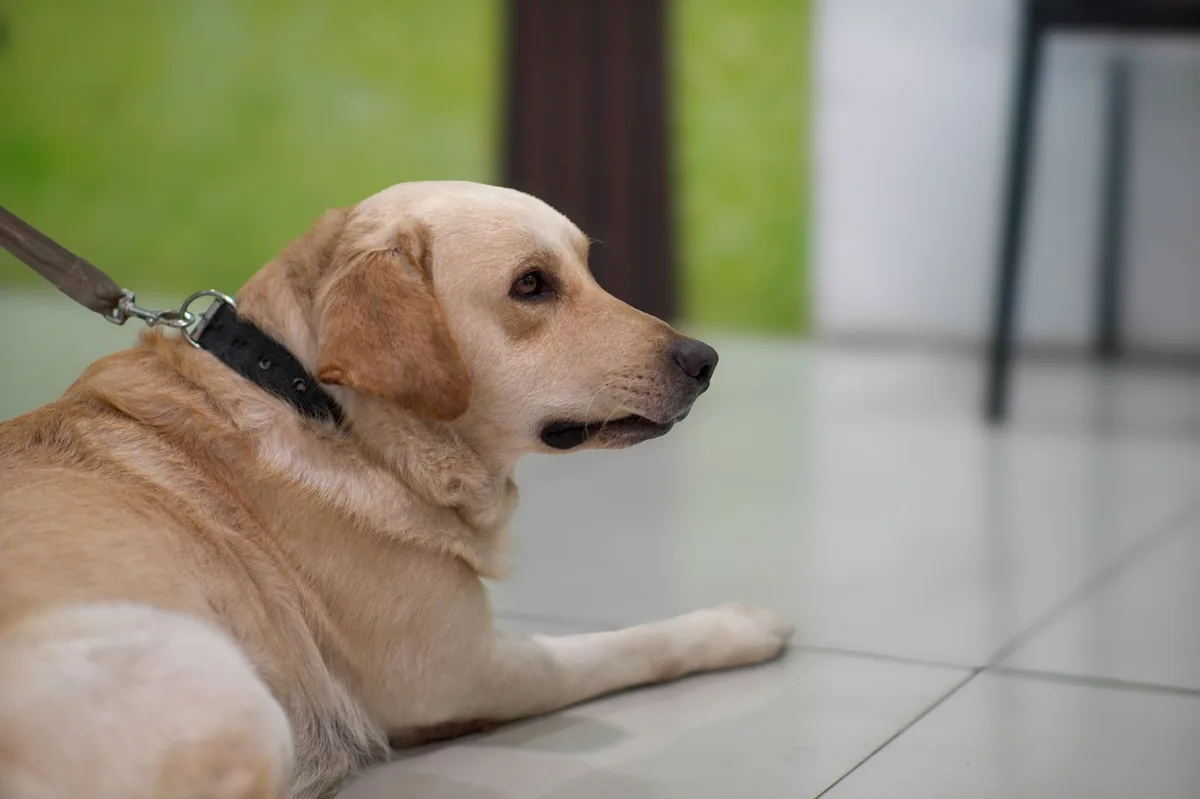 Middle‑aged Labrador Retriever sitting calmly on a rug, looking slightly overweight with a soft coat