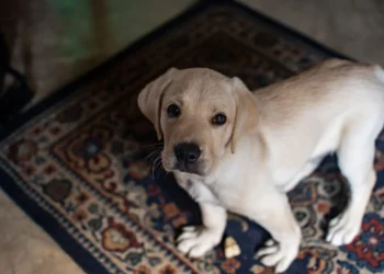 Mid‑age Labrador Retriever looking at the camera with a low‑energy posture, soft natural light from a window