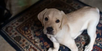 Mid‑age Labrador Retriever looking at the camera with a low‑energy posture, soft natural light from a window