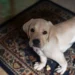 Mid‑age Labrador Retriever looking at the camera with a low‑energy posture, soft natural light from a window
