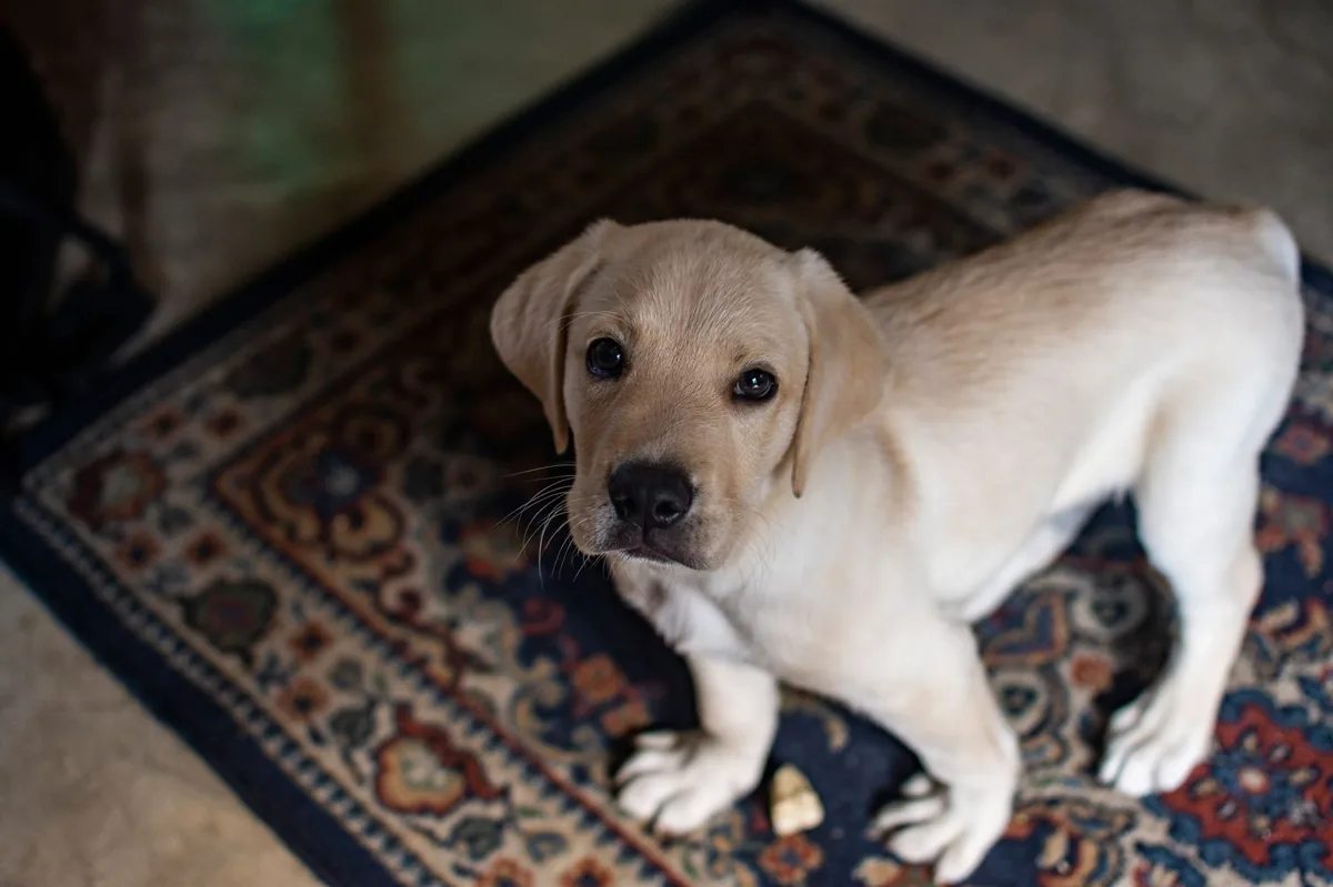 Mid‑age Labrador Retriever looking at the camera with a low‑energy posture, soft natural light from a window