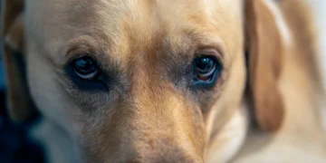 Adult mixed‑breed Labrador with a slightly cloudy right eye, looking curious but slightly sluggish