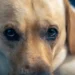 Adult mixed‑breed Labrador with a slightly cloudy right eye, looking curious but slightly sluggish