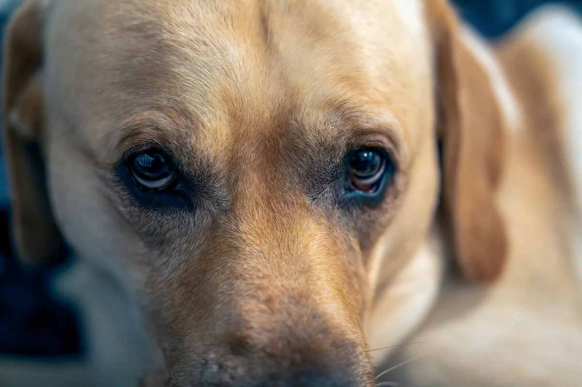 Adult mixed‑breed Labrador with a slightly cloudy right eye, looking curious but slightly sluggish