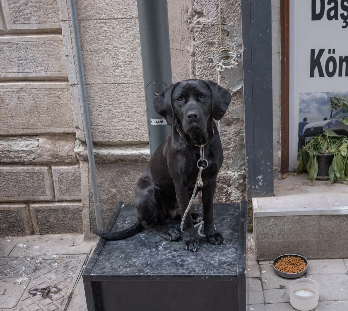 Adult Labrador Retriever eating a balanced kibble meal, looking content and healthy