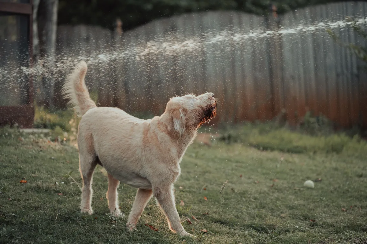 Happy Labrador playing in a fenced backyard, sunlight filtering through trees, representing a healthy dog after flu recovery