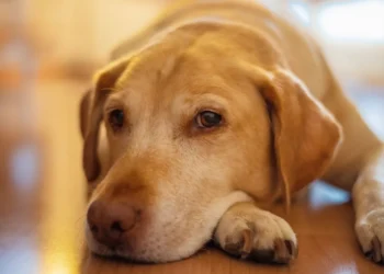 Adult Labrador Retriever lying on a soft rug, looking tired but still alert
