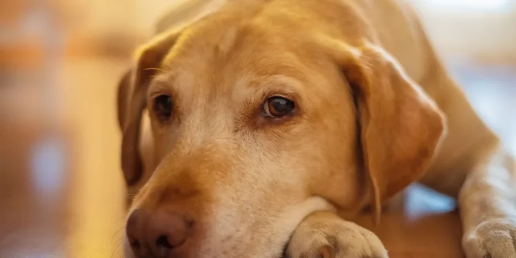Adult Labrador Retriever lying on a soft rug, looking tired but still alert