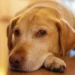 Adult Labrador Retriever lying on a soft rug, looking tired but still alert