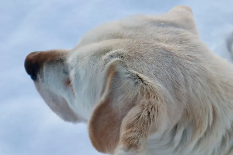 Maternal Behavior Problems in Female Dogs