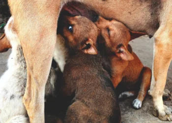 Senior Labrador Retriever nursing puppies, with one pup gently suckling, soft natural light in a cozy living room