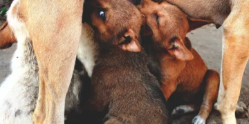 Senior Labrador Retriever nursing puppies, with one pup gently suckling, soft natural light in a cozy living room