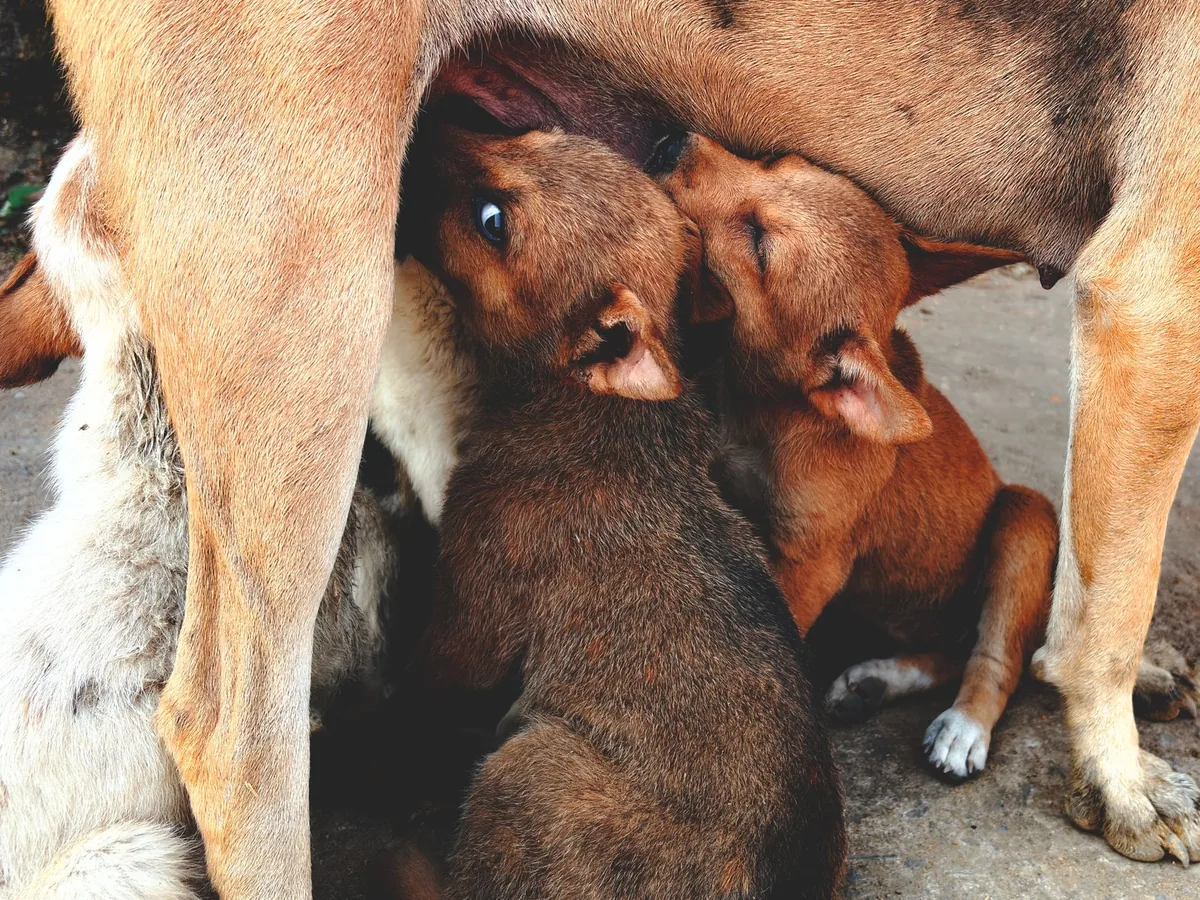 Senior Labrador Retriever nursing puppies, with one pup gently suckling, soft natural light in a cozy living room